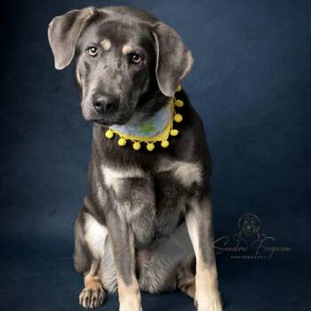 Shepherd and Labrador Retriever Dogs Available for Adoption in Center Square, Pennsylvania - BEAUTIFUL SAGE | PetCurious