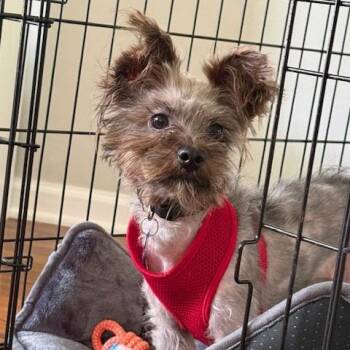 Oscar Wilde -  Yorkshire Terrier Dog for Adoption in Chicago, Illinois - Oscar Wilde | PetCurious