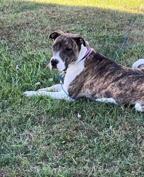 Rescue Great Dane and American Staffordshire Terrier Dogs for Adoption in Warrenton, Missouri - SR Nova | PetCurious