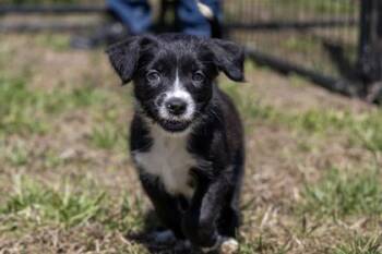 Mixed Breed Dogs Available for Adoption in West Chester, Pennsylvania - Luna Moth | PetCurious