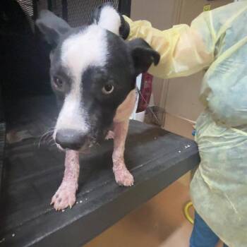 Domino -  Mixed Breed Dog for Adoption in Gadsden, Alabama - Domino | PetCurious