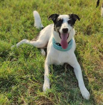 Rescue Border Collie and Australian Cattle Dog Blue Heeler Dogs for Adoption in The Woodlands, Texas - Lakona | PetCurious