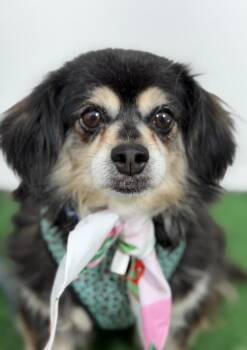Cavalier King Charles Spaniel and Chihuahua Dogs Available for Adoption in Carlsbad, California - Gordita | PetCurious