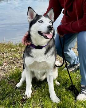 Siberian Husky Dogs Available for Adoption - Karma 307716 | PetCurious