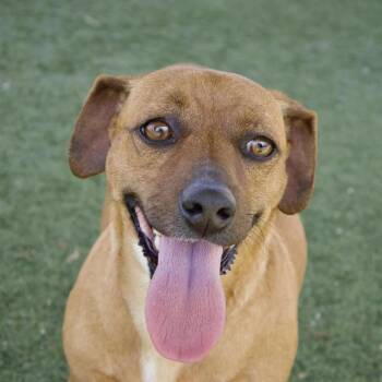 Dachshund Dogs Available for Adoption - Ginger | PetCurious