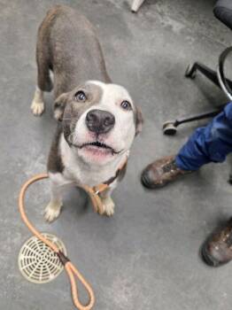 American Staffordshire Terrier and Mixed Breed Dogs Available for Adoption in North Charleston, South Carolina - 05887B Beans | PetCurious