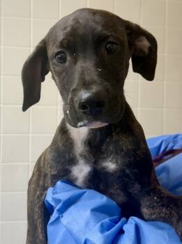 Rescue Terrier and Mixed Breed Dogs for Adoption in San Antonio, Texas - Ted | PetCurious