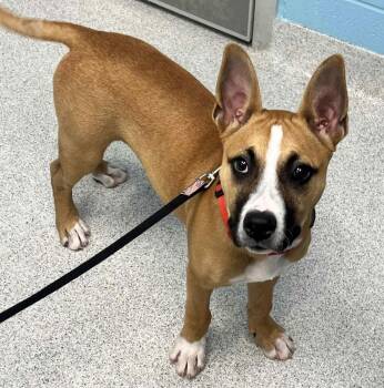 Mixed Breed Dogs Available for Adoption in Frankfort, Kentucky - Duke | PetCurious