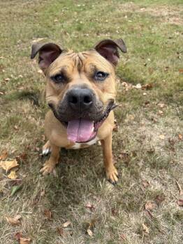Rescue American Staffordshire Terrier Dogs for Adoption in Billerica, Massachusetts - Drake | PetCurious