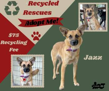 Shetland Sheepdog Sheltie Dogs Available for Adoption - Jazz (Recycle) | PetCurious