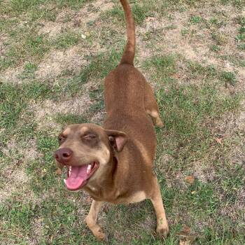 Labrador Retriever Dogs Available for Adoption - Hermione | PetCurious