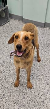 Sabrina -  Terrier Dog for Adoption in Athens, Tennessee - Sabrina | PetCurious