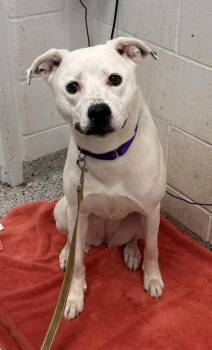Snow White -  Mixed Breed Dog for Adoption in Kansas City, Missouri - Snow White | PetCurious