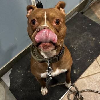 Mixed Breed Dogs Available for Adoption in Chattanooga, Tennessee - Carl Dean | PetCurious