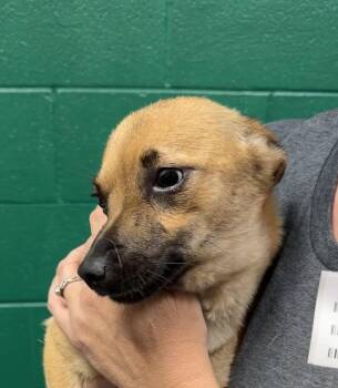 Chihuahua Dogs Available for Adoption in Blue Springs, Missouri - Dora | PetCurious