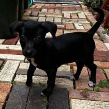BeanSprout D11333 -  Chihuahua and Terrier Dog for Adoption - BeanSprout D11333 | PetCurious