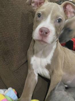 Mixed Breed Dogs Available for Adoption in Warren, Michigan - Starfire | PetCurious