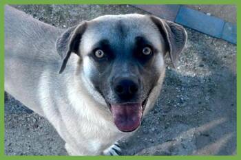 Leslie -  Anatolian Shepherd and Labrador Retriever Dog for Adoption in Amherst, Massachusetts - Leslie | PetCurious