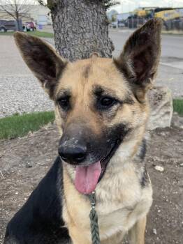 Sasha -  German Shepherd Dog Dog for Adoption in Claresholm, Alberta - Sasha | PetCurious
