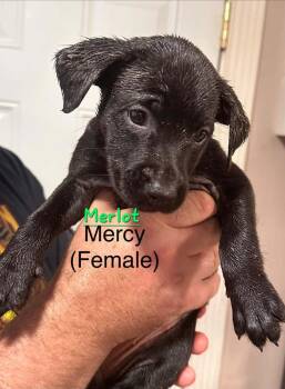 Merlot -  Terrier Dog for Adoption in Evansville, Indiana - Merlot | PetCurious