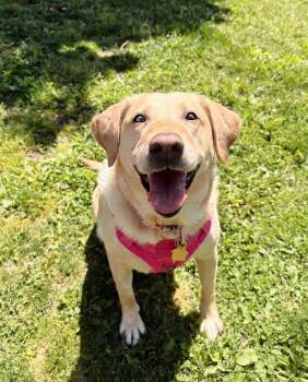 Yellow Labrador Retriever Dogs Available for Adoption in Pontiac, Michigan - Marley | PetCurious