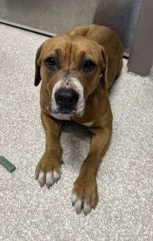 Rescue Beagle and Mixed Breed Dogs for Adoption in Saginaw, Michigan - KHLOE | PetCurious