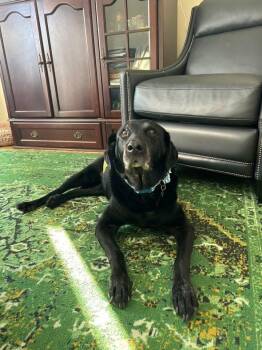 Black Labrador Retriever Dogs Available for Adoption - Stewie | PetCurious