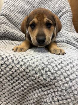 Beagle and Labrador Retriever Dogs Available for Adoption in Clinton, South Carolina - Ginger | PetCurious
