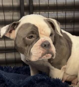 Betty Boop -  Bulldog Dog for Adoption in Sunrise, Florida - Betty Boop | PetCurious