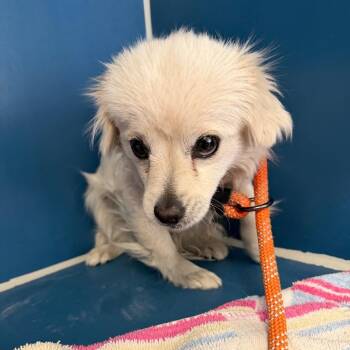 Terrier Dogs Available for Adoption - Brie | PetCurious