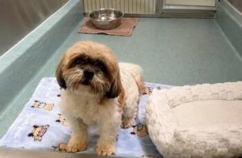 Ms. Ma`am -  Shih Tzu and Mixed Breed Dog Available for Adoption in Roseville, California - Ms. Ma`am | PetCurious