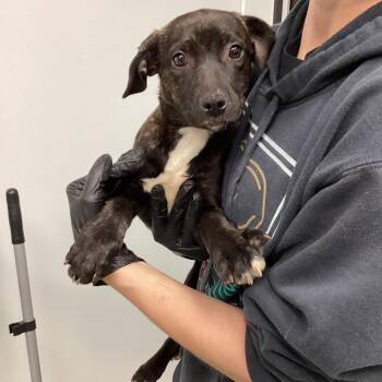 Terrier and Mixed Breed Dogs Available for Adoption - Amara | PetCurious