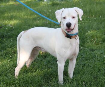 Yellow Labrador Retriever and Boxer Dogs Available for Adoption in Marietta, Ohio - Bolt (Neutered) (Updated Photos May 28th 2026) | PetCurious