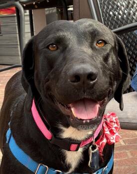 Labrador Retriever Dogs Available for Adoption - Aster | PetCurious