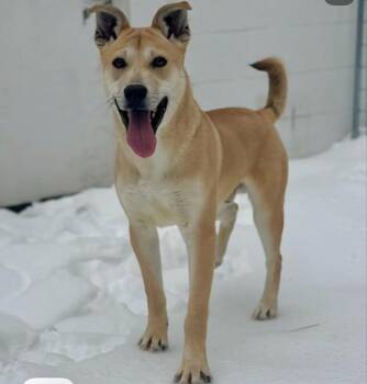 Lucky -  Shepherd Dog for Adoption in Woodstock, Ontario - Lucky | PetCurious