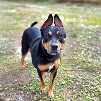 Flint -  Rottweiler and Mixed Breed Dog for Adoption in Port Charlotte, Florida - Flint | PetCurious