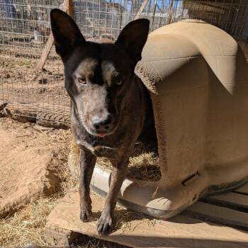 BUBBY -  Terrier and Shepherd Dog for Adoption in Chicopee, Massachusetts - BUBBY | PetCurious