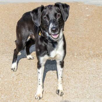 KATIE -  Border Collie and Labrador Retriever Dog for Adoption in St. Louis, Missouri - KATIE | PetCurious