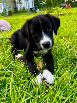 Taylor -  Siberian Husky and English Springer Spaniel Dog for Adoption in New Baltimore, Michigan - Taylor | PetCurious