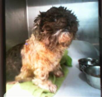 A1267903 -  Shih Tzu Dog for Adoption in Charlotte, North Carolina - A1267903 | PetCurious