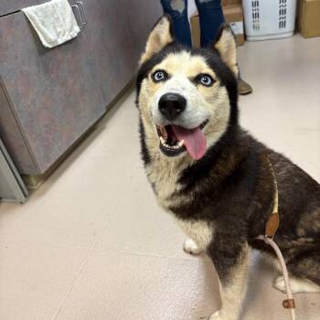 River -  Husky Dog for Adoption in Newark, New Jersey - River | PetCurious