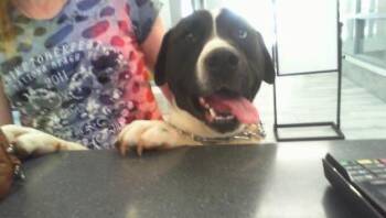 Mixed Breed Dogs Available for Adoption in Charlotte, North Carolina - A1264816 | PetCurious