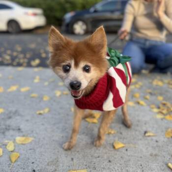 Rescue Pomeranian Dogs for Adoption in Rock Hill, South Carolina - Patrick | PetCurious
