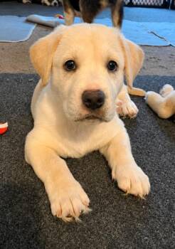 Kevin -  Hound and Labrador Retriever Dog for Adoption in Malvern, Pennsylvania - Kevin | PetCurious