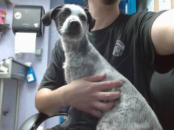 MONROE -  Australian Cattle Dog Blue Heeler and Mixed Breed Dog for Adoption in Albuquerque, New Mexico - MONROE | PetCurious