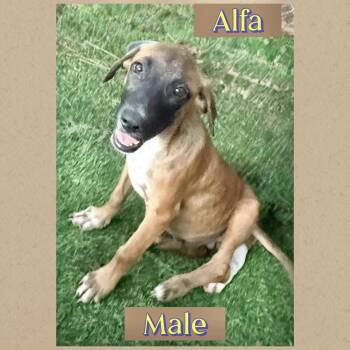 Alfa -  Hound Dog for Adoption in Manchester, Connecticut - Alfa | PetCurious
