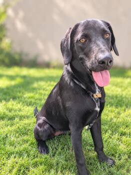 Tilly -  Labrador Retriever Dog for Adoption in Albuquerque, New Mexico - Tilly | PetCurious