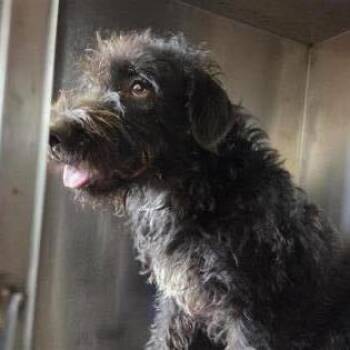 FOSTER OR FOSTER TO ADOPT Carson -  Mixed Breed Dog for Adoption - FOSTER OR FOSTER TO ADOPT Carson | PetCurious