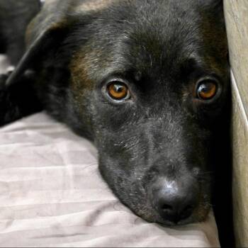 Mama Bear -  Mixed Breed Dog for Adoption in Chapel Hill, North Carolina - Mama Bear | PetCurious