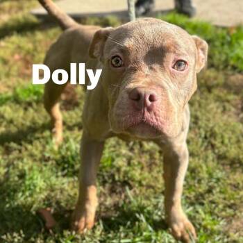 Dolly 260725 -  Mixed Breed Dog for Adoption in Gladstone, Michigan - Dolly 260725 | PetCurious